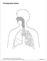 The Respiratory System (Blank) Printable Printable (6th - 12th Grade ...